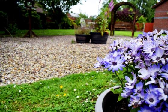Gravel and purple plant