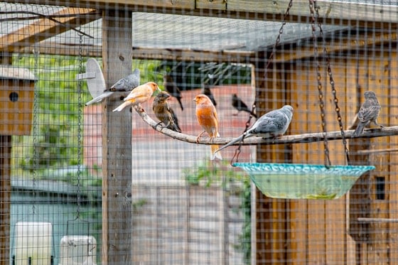 Silverwood Care Home - Silverwood Care Home birds outdoors cage