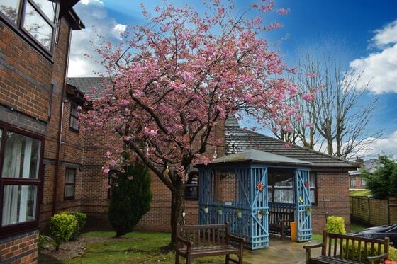 Meadow Bank House Care Home - Pink blossom tree