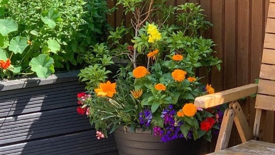 Appleton Lodge Care Home - Senior living plant pot