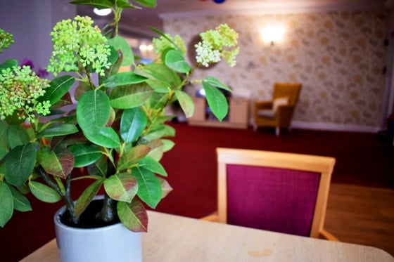Acorn Hollow Care Home - plant on light table