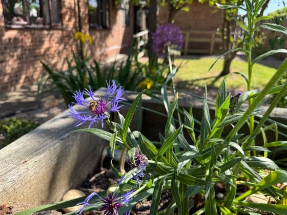 Highfield Care Home - floral purple flowers